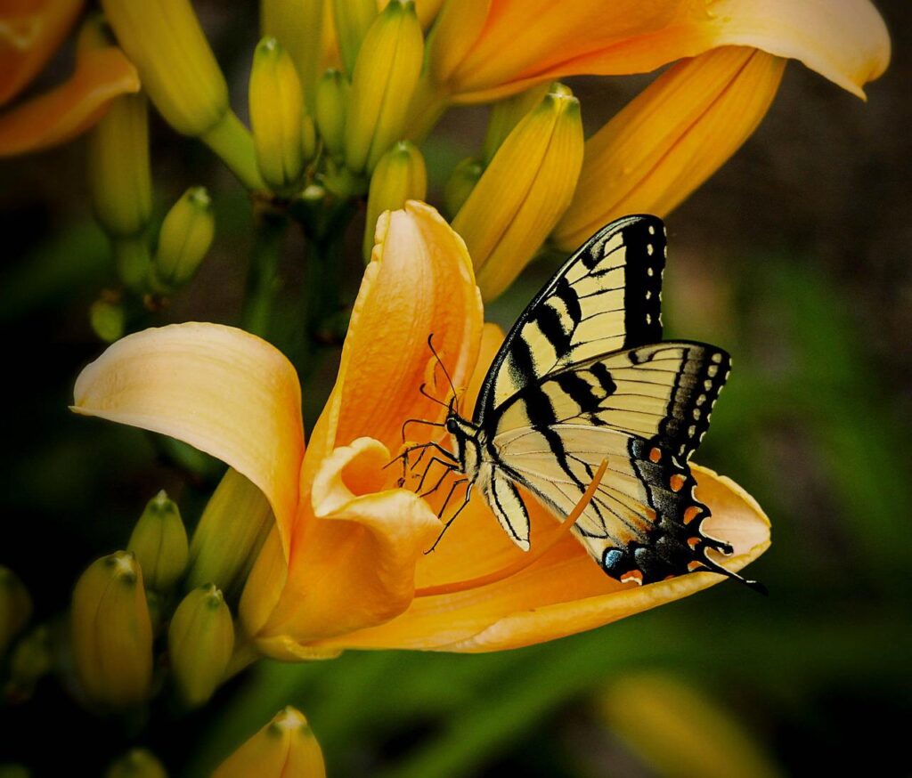 butterfly, insect, garden-144053.jpg