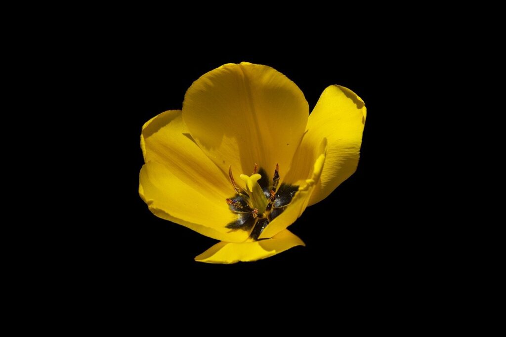 tulip, flower, plant-7241608.jpg