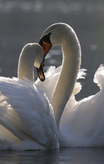 birds, swan, ornithology-7148194.jpg