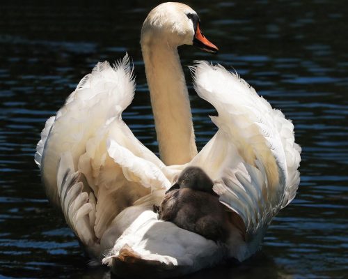 swan, baby swan, white-2494986.jpg