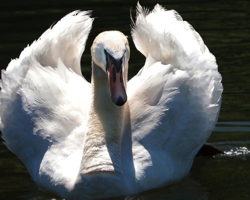 swan, proud to be a swan, proudly-2494963.jpg