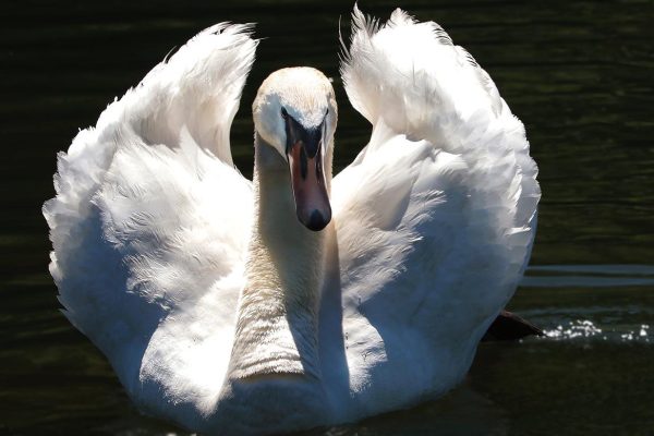 swan, proud to be a swan, proudly-2494963.jpg