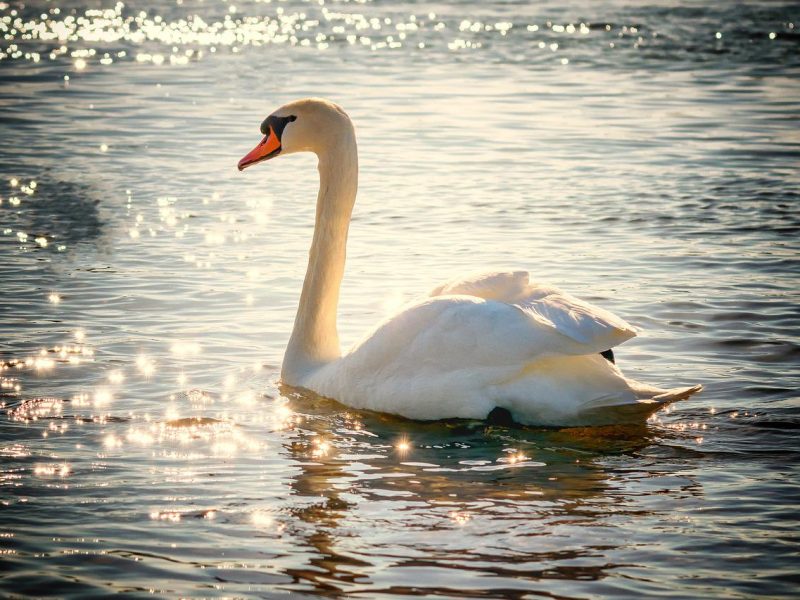 swan, water, bird-2077219.jpg